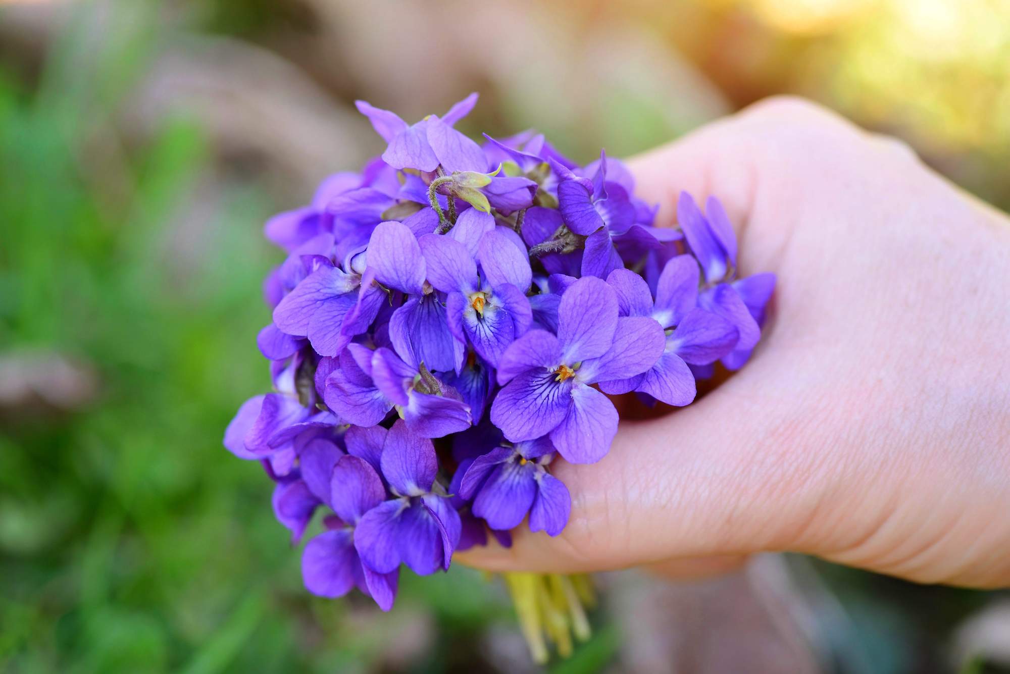 Viola odorata