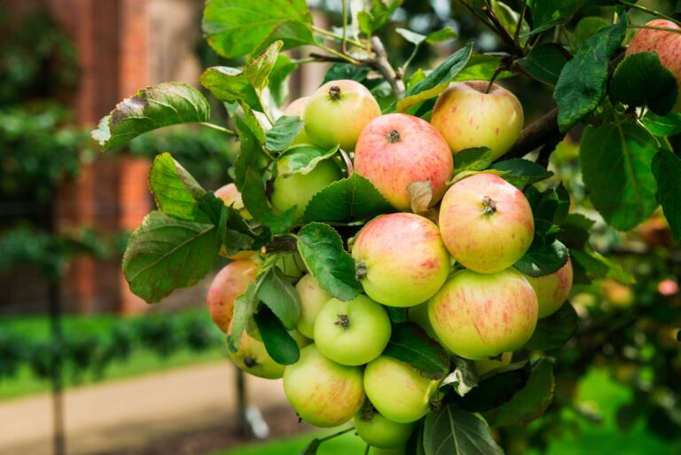 10 najpopularniejszych drzew owocowych do ogrodu