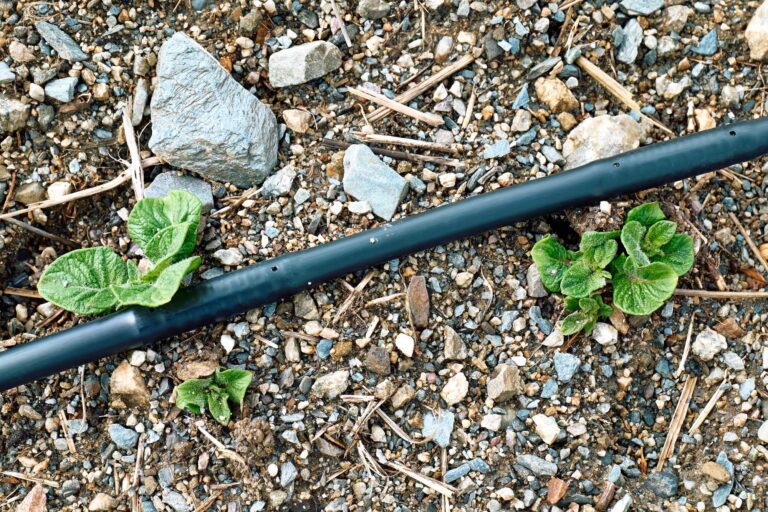 Jak zrobić domowy system nawadniania roślin