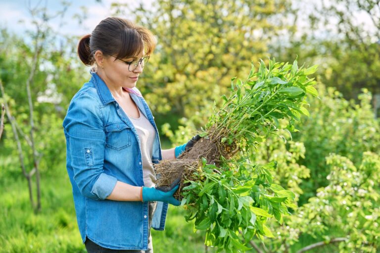Dzielenie bylin – jak, kiedy, rozmnażanie, przesadzanie