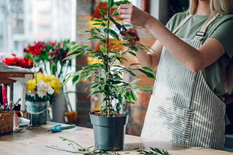 Kiedy przycinać rośliny domowe w doniczce