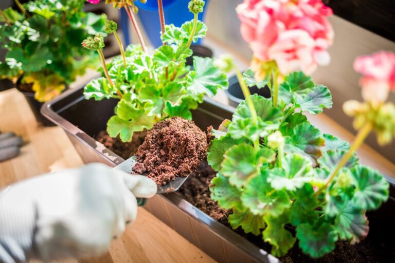 Gleba próchnicza dla roślin: zdrowy fundament dla wzrostu roślin