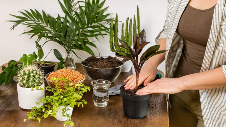 Przewodnik po zakupie i pielęgnacji roślin doniczkowych