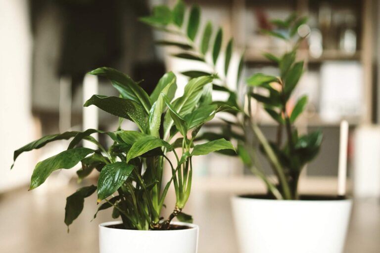 Rośliny doniczkowe łatwe w uprawie