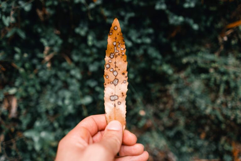 Parch i plamistość liści: Przyczyny i sposoby leczenia infekcji roślinnych