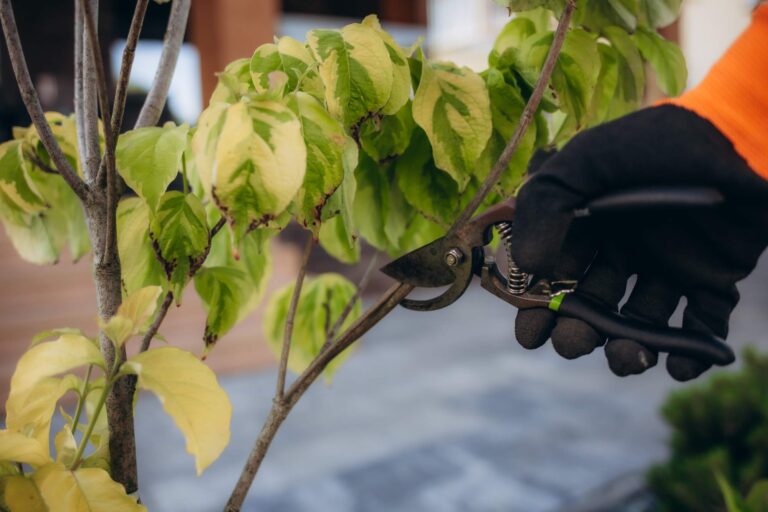 Przycinanie gałęzi drzew i krzewów na jesieni