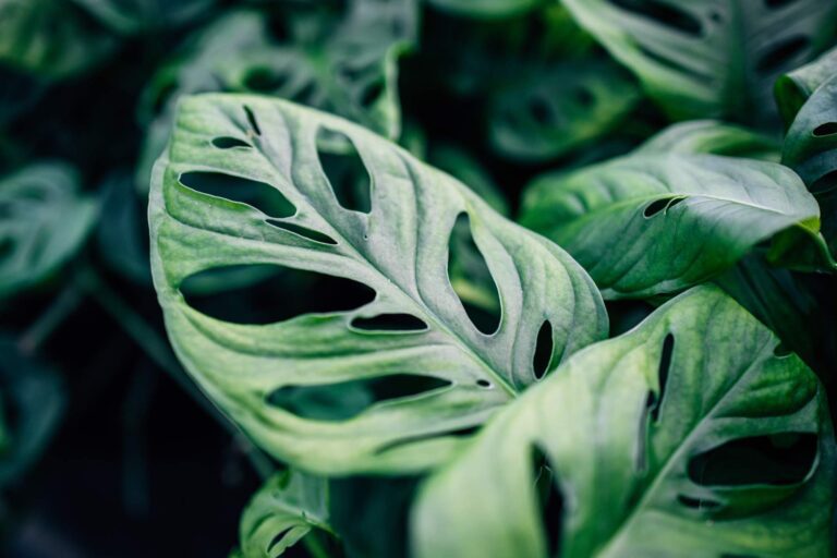 Monstera Adansonii 'Archipelago'