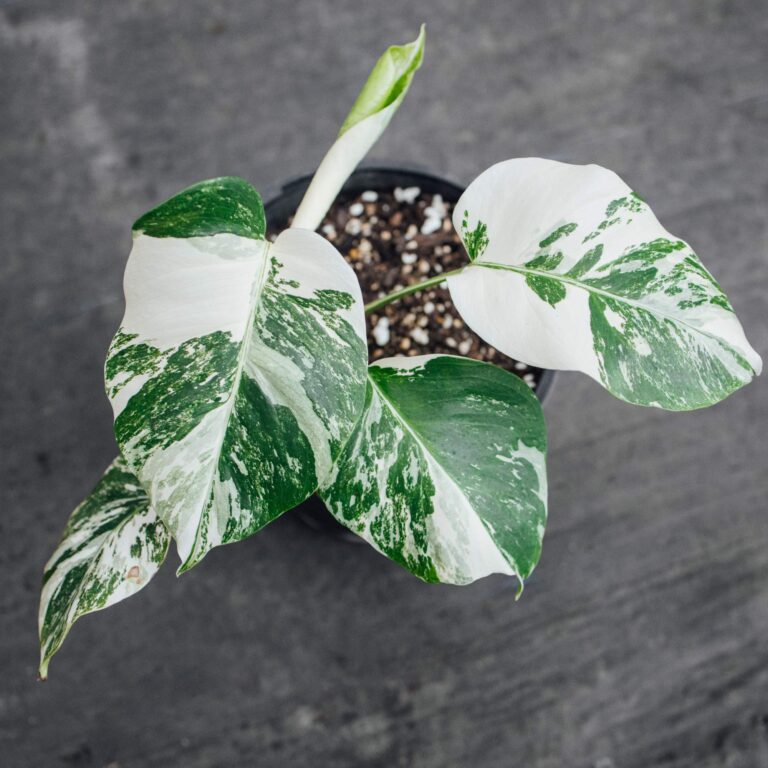 Popularne odmiany Monstery: Monstera Borsigiana Variegata