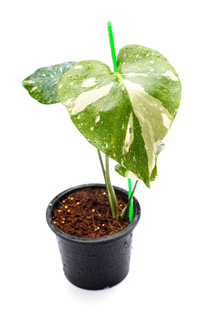 Monstera Thai Constellation