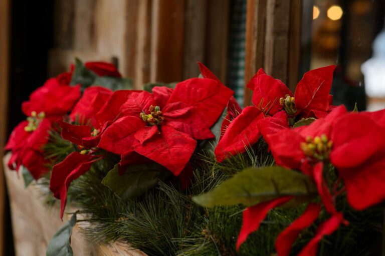 Historia i pochodzenie Wilczomlecza nadobnego