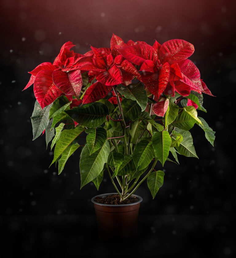 Najlepsze warunki do wzrostu Wilczomlecza nadobnego