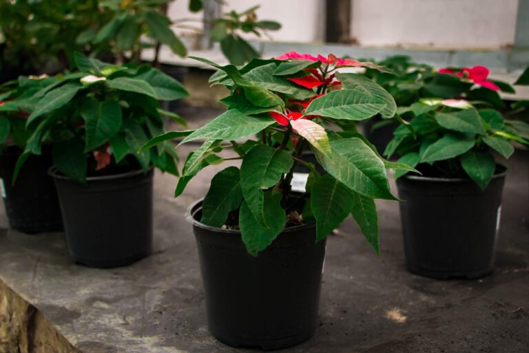 Jak przesadzać Wilczomlecz nadobny: Przewodnik krok po kroku