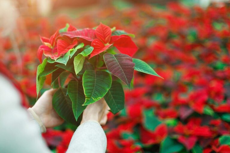 Jak dbać o Wilczomlecz nadobny po świętach