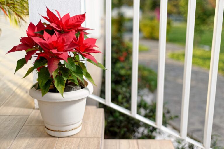 W tym artykule przedstawimy proste i skuteczne metody rozmnażania Wilczomlecza nadobnego, które każdy może zastosować w domu, niezależnie od doświadczenia w ogrodnictwie