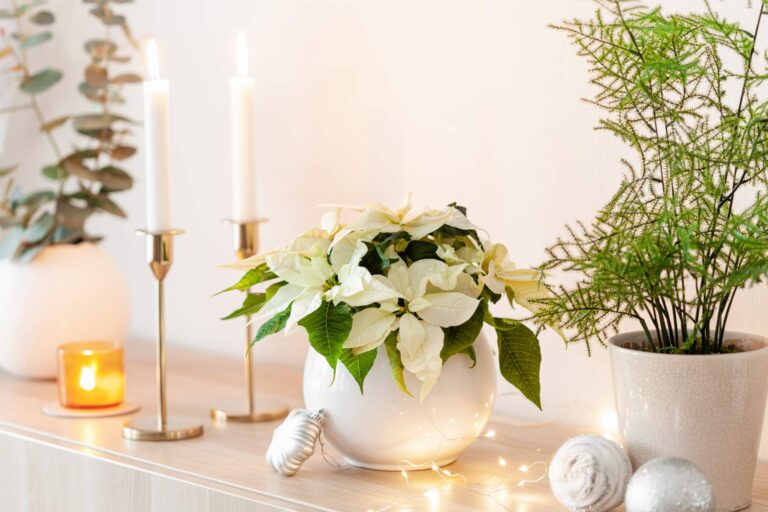 Odpowiednie warunki oświetleniowe są niezbędne dla zdrowego wzrostu grudnika po świątecznym sezonie.