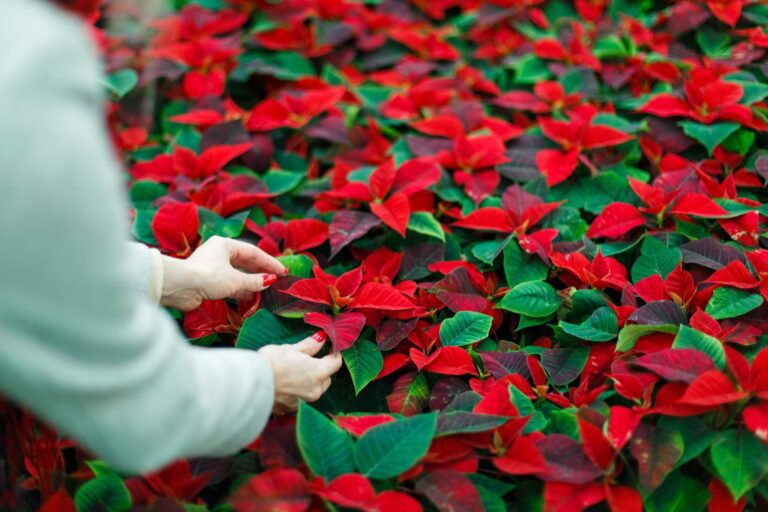 Czy Wilczomlecz nadobny jest bezpieczny dla zwierząt domowych?