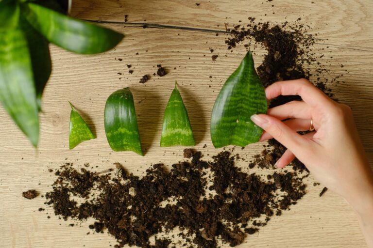 Jak rozmnażać Sansewierię: Proste metody dla każdego