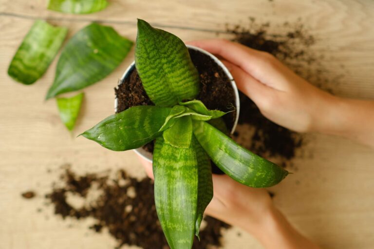 Czy Sansewieria jest bezpieczna dla zwierząt domowych?