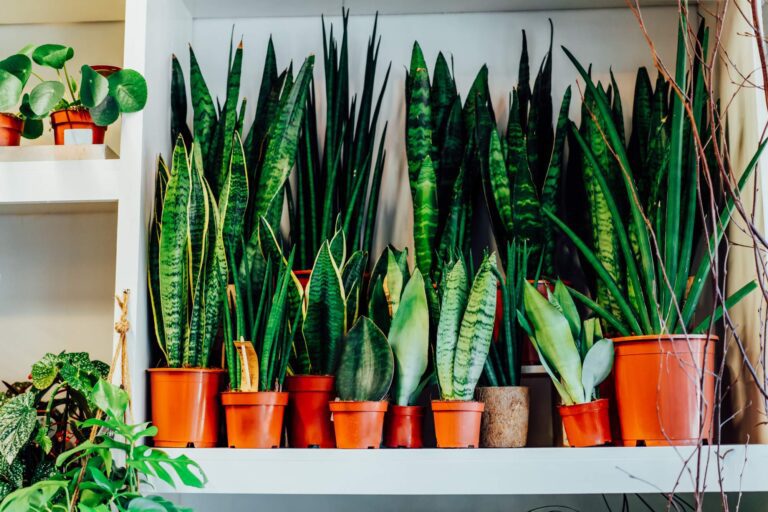 Korzyści zdrowotne z posiadania Sansewierii w domu