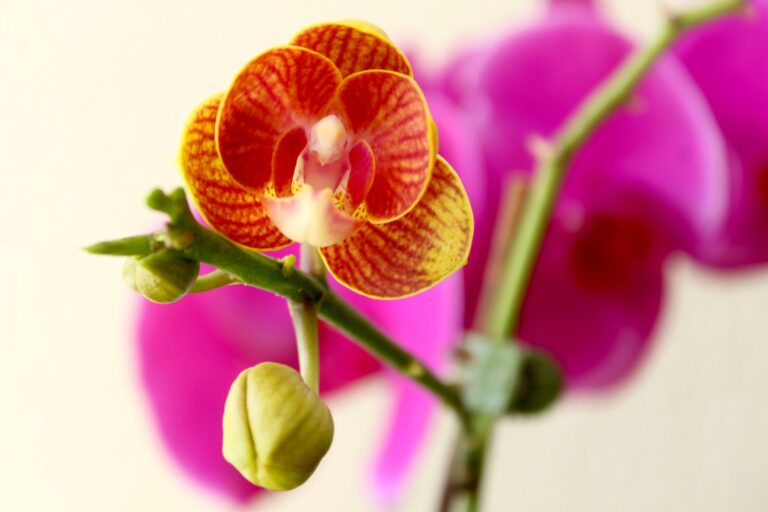 Pielęgnacja storczyka w domu: Kompletny przewodnik dla początkujących