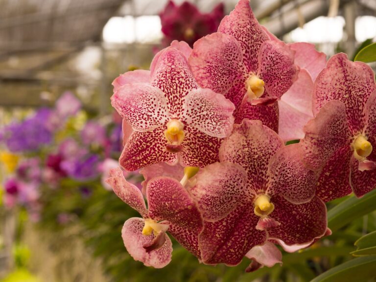 Zimowanie storczyków: Jak dbać o nie w chłodne miesiące