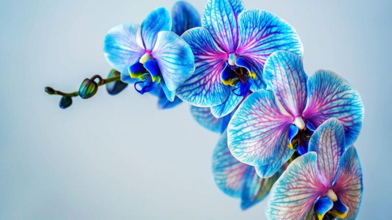 Storczyki w biurze: Jak wpływają na środowisko pracy