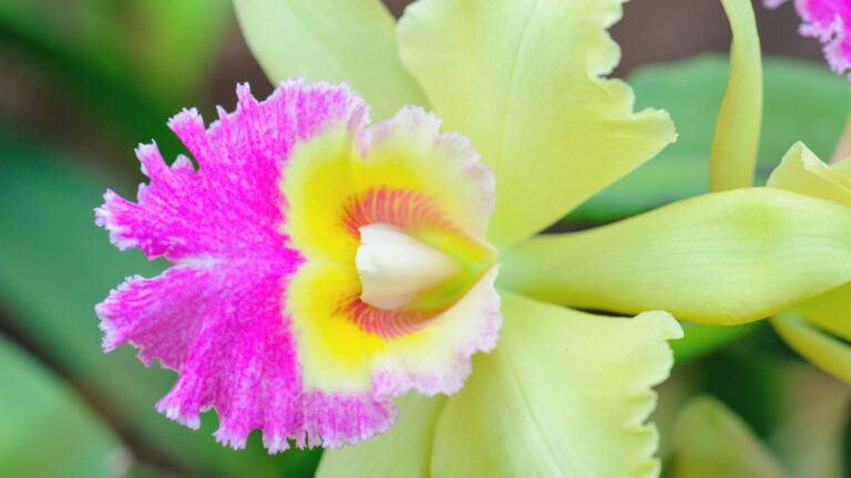 Storczyk nie kwitnie? Oto, co możesz zrobić