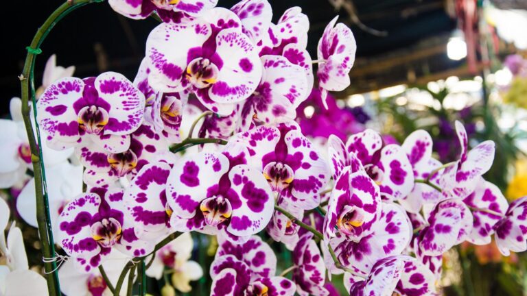 Najlepsze miejsce dla storczyków w domu