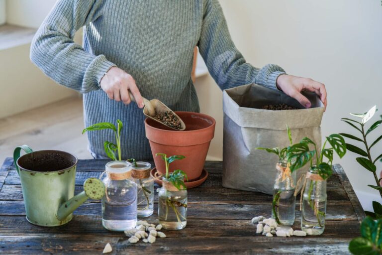 Rozmnażanie monstery: Krok po kroku