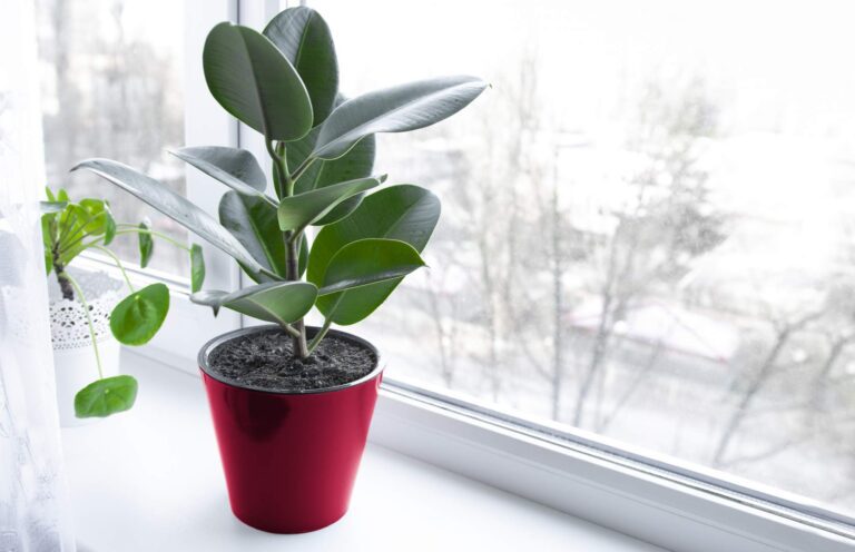 Ficus: Idealna roślina do biura