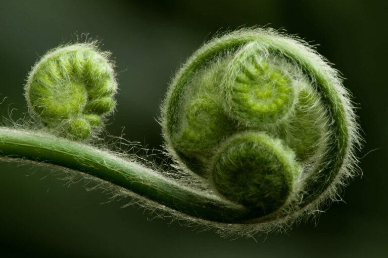 Paprocie - fakty i mity