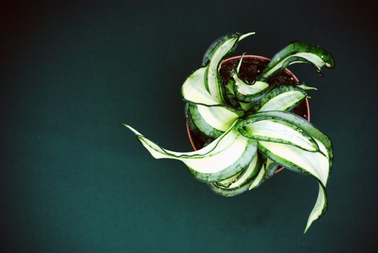 Sansewieria w biurze: Jak wpływa na środowisko pracy