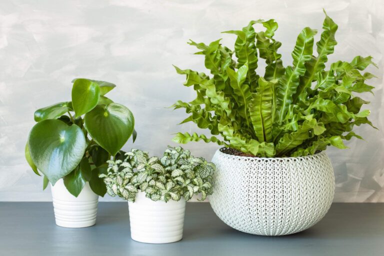 Jak skutecznie podlewać paprocie w domu