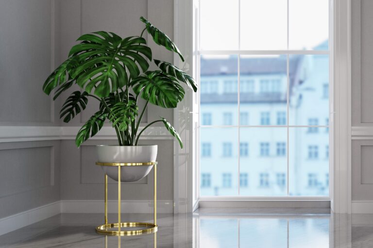 Monstera – fakty i mity