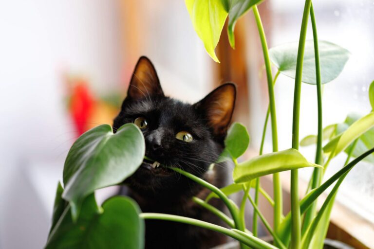 Monstera i zwierzęta domowe: Czy jest bezpieczna?