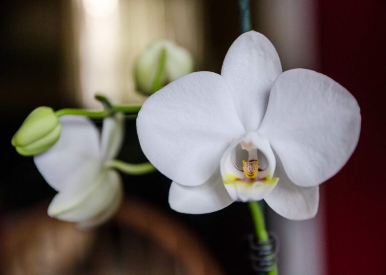 Storczyki - fakty i mity