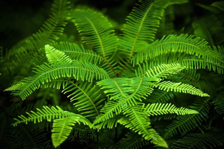 Czy paproć jest trująca? Fakty i mity