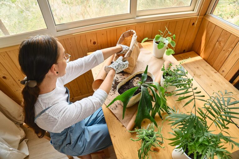 Przesadzanie paproci