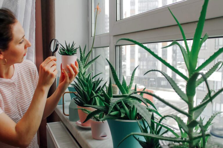 Jakie owady najczęściej atakują rośliny doniczkowe