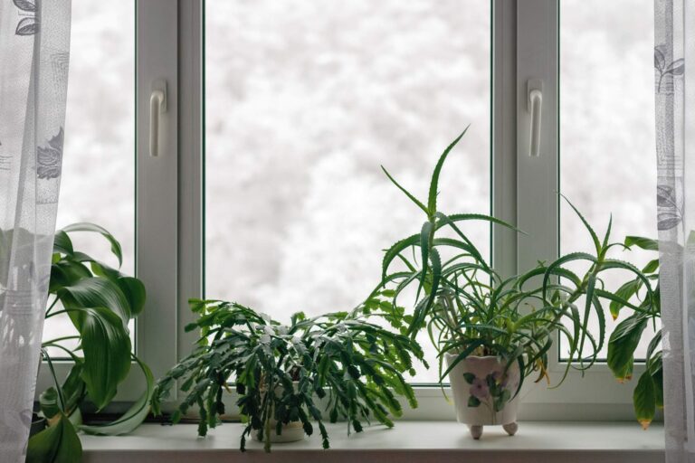 Jak podlewać grudnik: Najlepsze praktyki