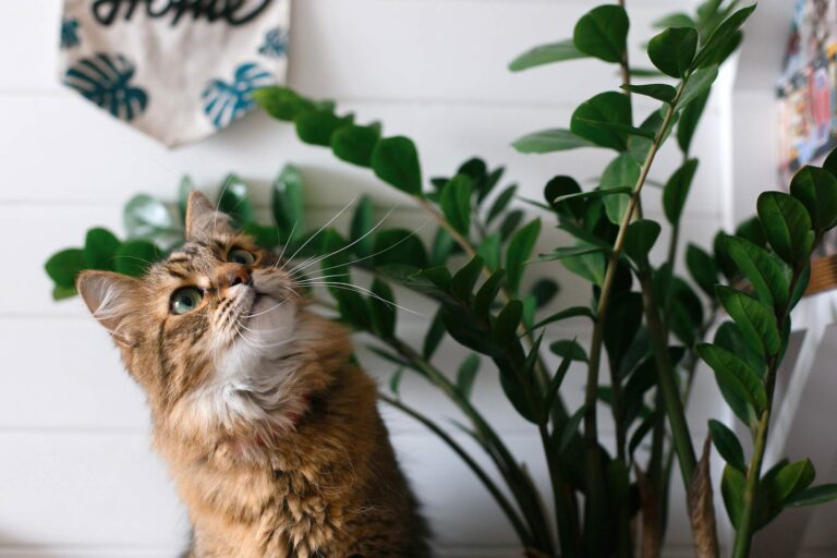 Czy zamiokulkas jest bezpieczny dla zwierząt domowych?