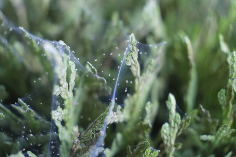 Odkryj skuteczne metody zwalczania przędziorków w roślinach domowych. Dowiedz się, jak rozpoznawać i eliminować te szkodniki, aby Twoje rośliny były zdrowe i piękne.