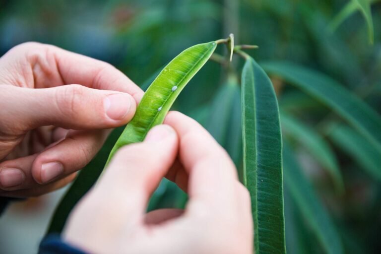 Szkodniki Roślin Doniczkowych: Objawy, Diagnostyka i Metody Zapobiegania”