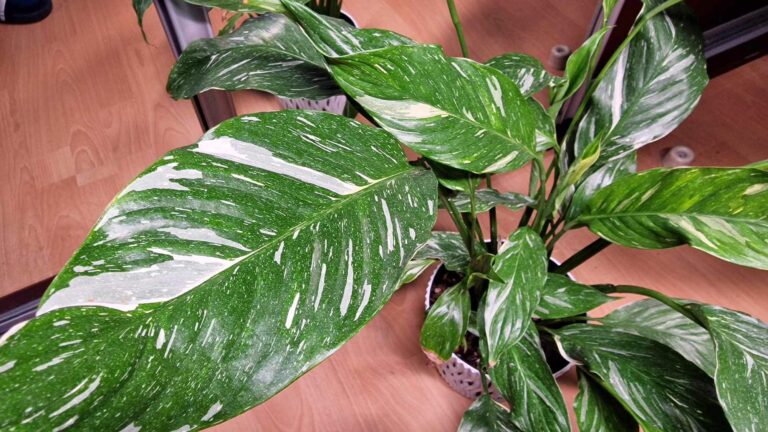 Skrzydłokwiat Diamond Variegata – Poradnik Pielęgnacyjny